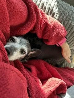 An adult small-sized female Black Chihuahua dog named Phoebe for adoption in tracy, CA