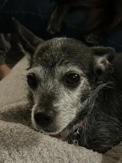 Phoebe thumbnail 2