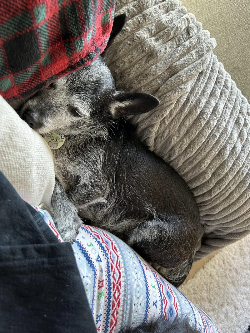 Phoebe thumbnail 3