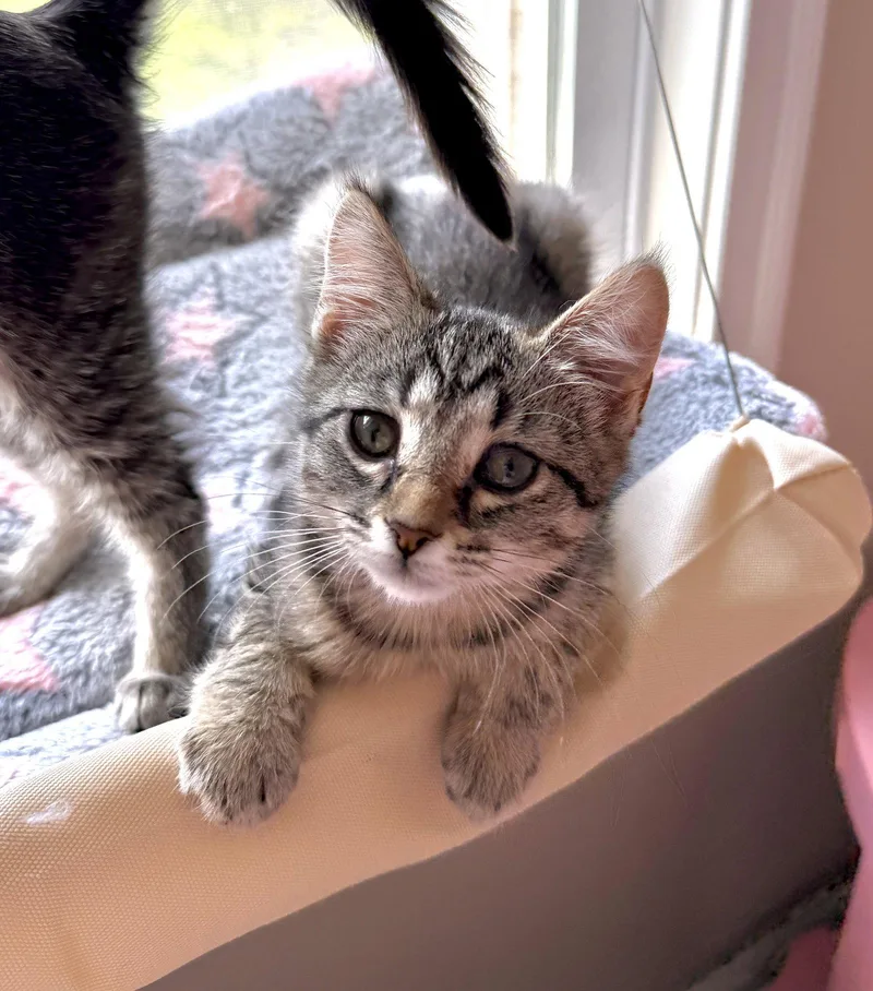 A baby medium-sized female Tabby cat named Lima for adoption in Georgetown, KY