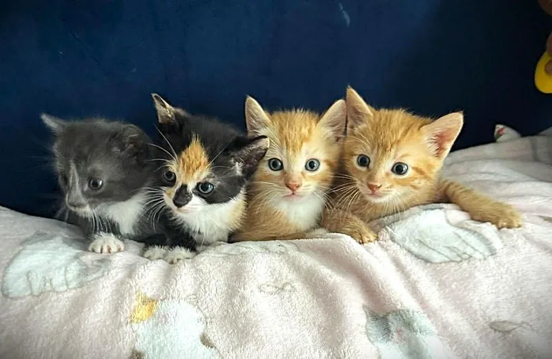 A baby medium-sized female Orange & White Domestic Short Hair cat named Four Whisketeers for adoption in Brooklyn, NY