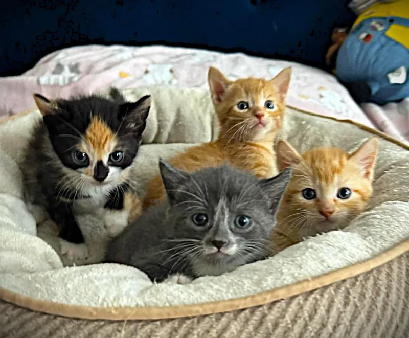 Four Whisketeers thumbnail 2