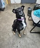 An adult medium-sized male Tricolor (Brown, Black, & White) Mixed Breed dog named Obi Wan Kenobi for adoption in New Iberia, LA