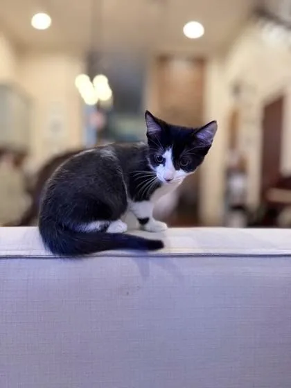 A baby small-sized male Domestic Short Hair cat named Rachel for adoption in New Orleans, LA
