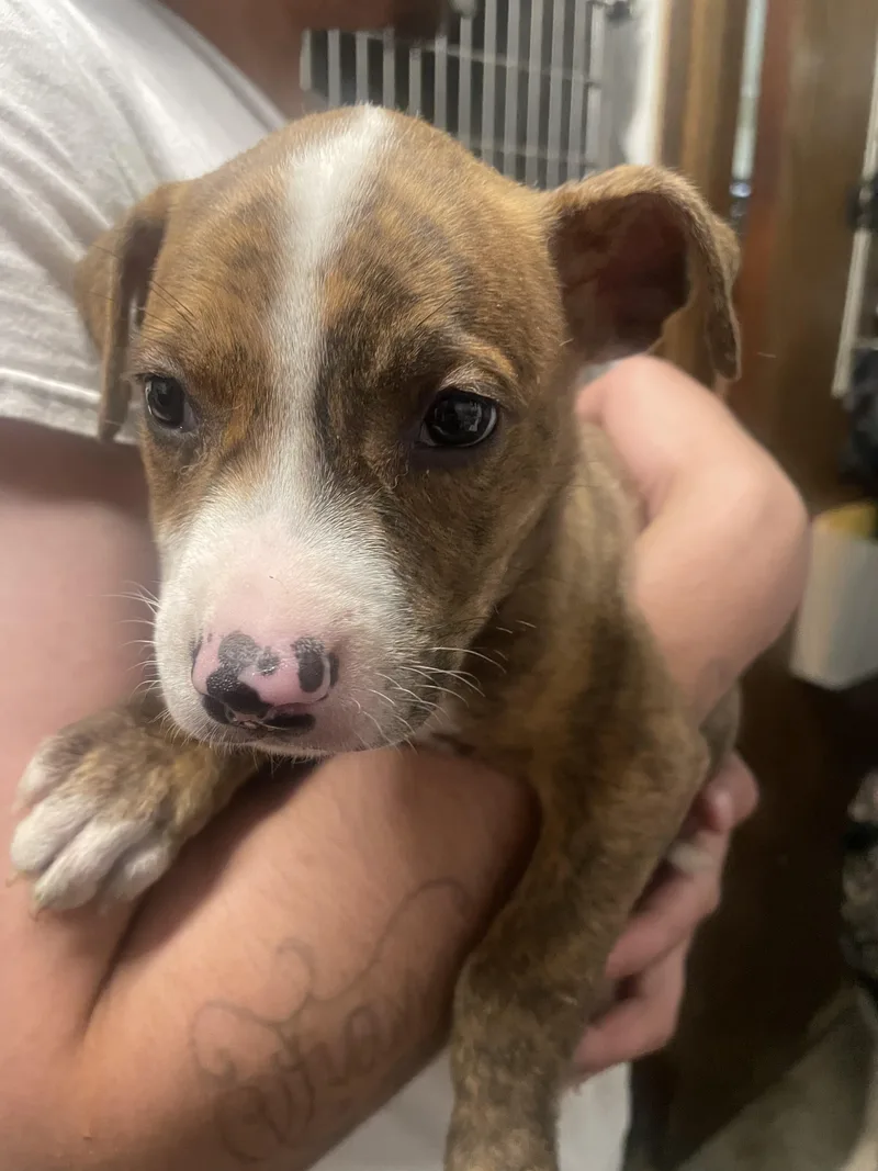 A baby medium-sized male Border Collie dog named P Leo for adoption in Billings, MT