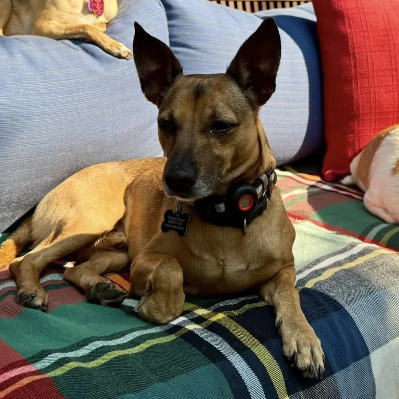 An adult small-sized male Bicolor Manchester Terrier dog named Prince for adoption in Covington, WA