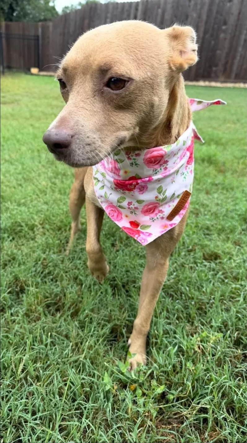 An adult medium-sized female Fox Terrier dog named Noel for adoption in Garden Valley, ID