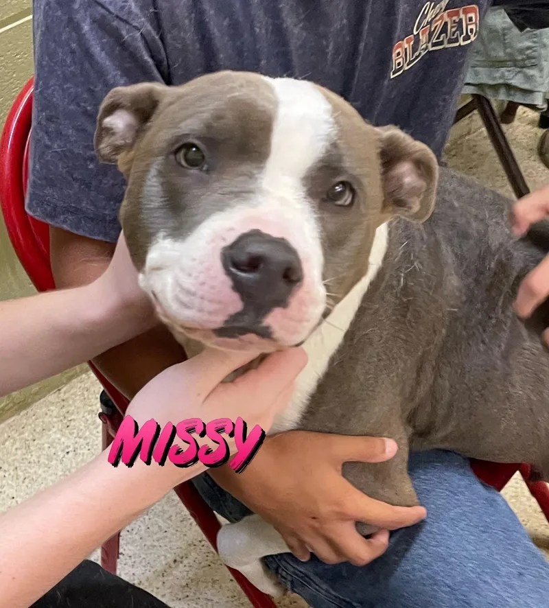 An adult medium-sized female Terrier dog named Missy for adoption in Muncie, IN