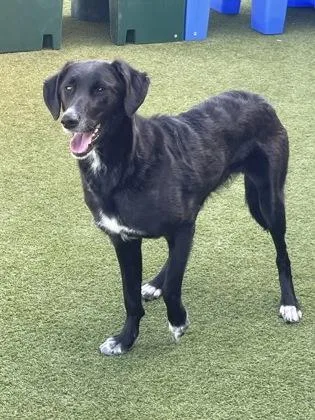 An adult large-sized female Mixed Breed dog named Katniss for adoption in Independence, MO