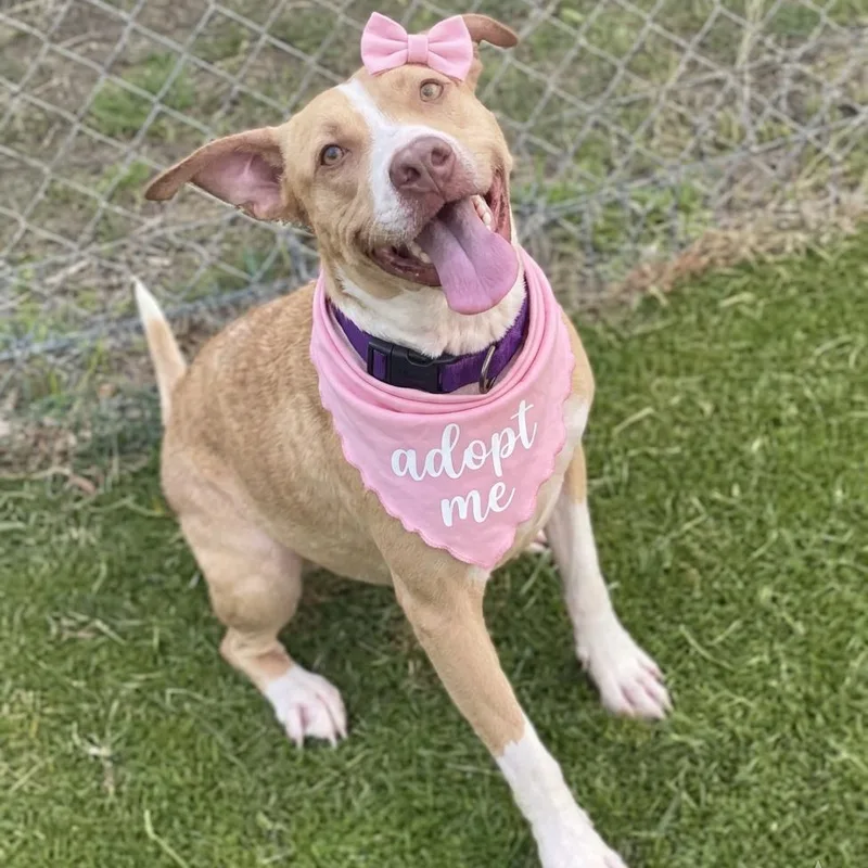 An adult medium-sized female Apricot / Beige American Staffordshire Terrier dog named Honey for adoption in Houston, TX