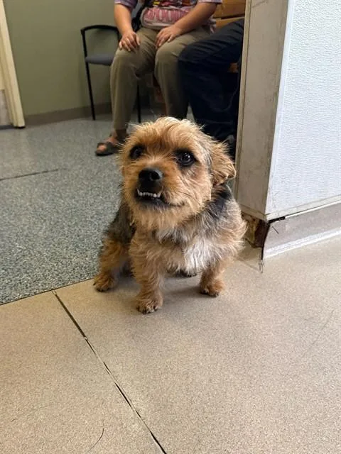 A young medium-sized female Yorkshire Terrier dog named Maddie for adoption in Long Beach, CA