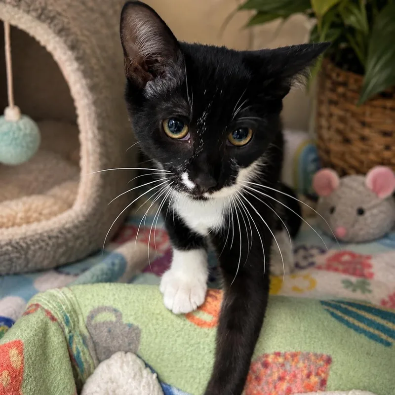 A baby small-sized male Black Domestic Medium Hair cat named Pancake for adoption in Yanceyville, NC