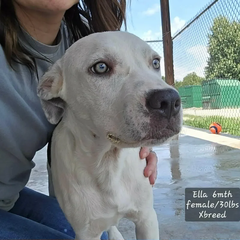 A young medium-sized female Terrier dog named Ella for adoption in Cumberland, RI