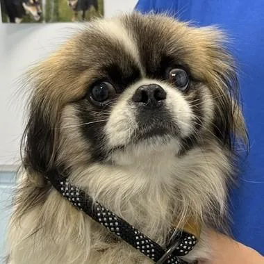 A young small-sized male Tricolor (Brown, Black, & White) Pekingese dog named Cookie Dough for adoption in Albany, NY