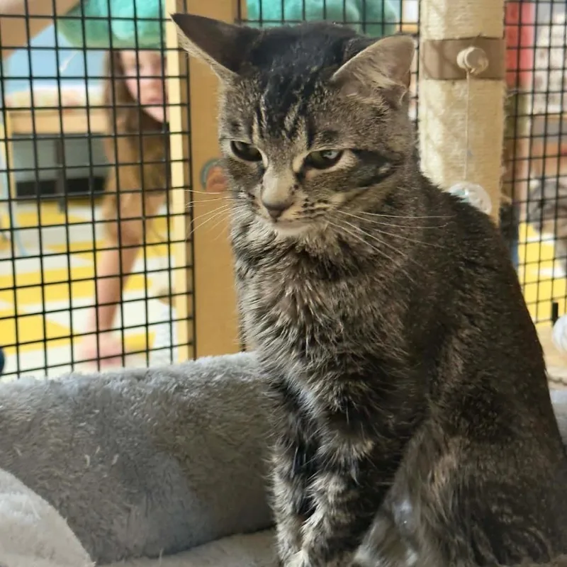 A young small-sized female Buff / Tan / Fawn Domestic Short Hair cat named Yennifer Aka Yennie for adoption in Wichita, KS