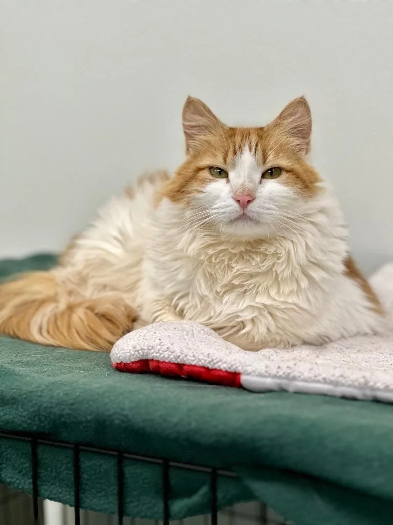A senior medium-sized female Domestic Medium Hair cat named Puffy for adoption in Cumberland, ME