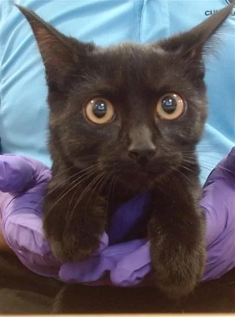 A baby small-sized female Domestic Short Hair cat named Samantha for adoption in Miami, FL