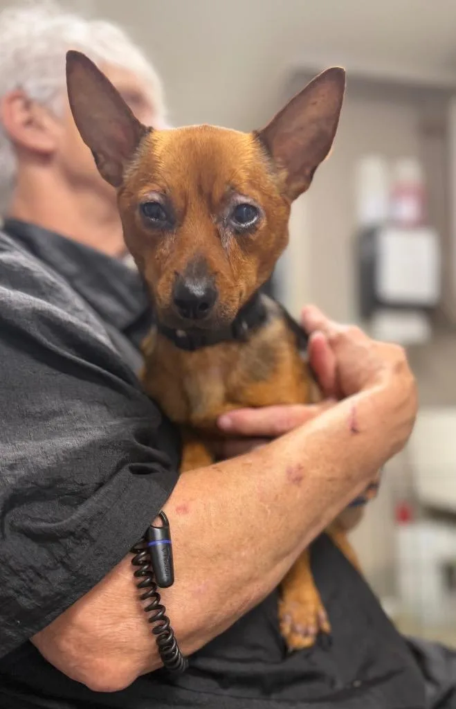 A young medium-sized male Terrier dog named Arthur for adoption in Hopkinsville, KY
