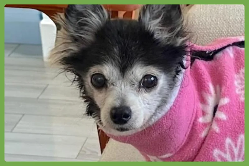 A senior small-sized female Black Chihuahua dog named Penny for adoption in Amherst, MA