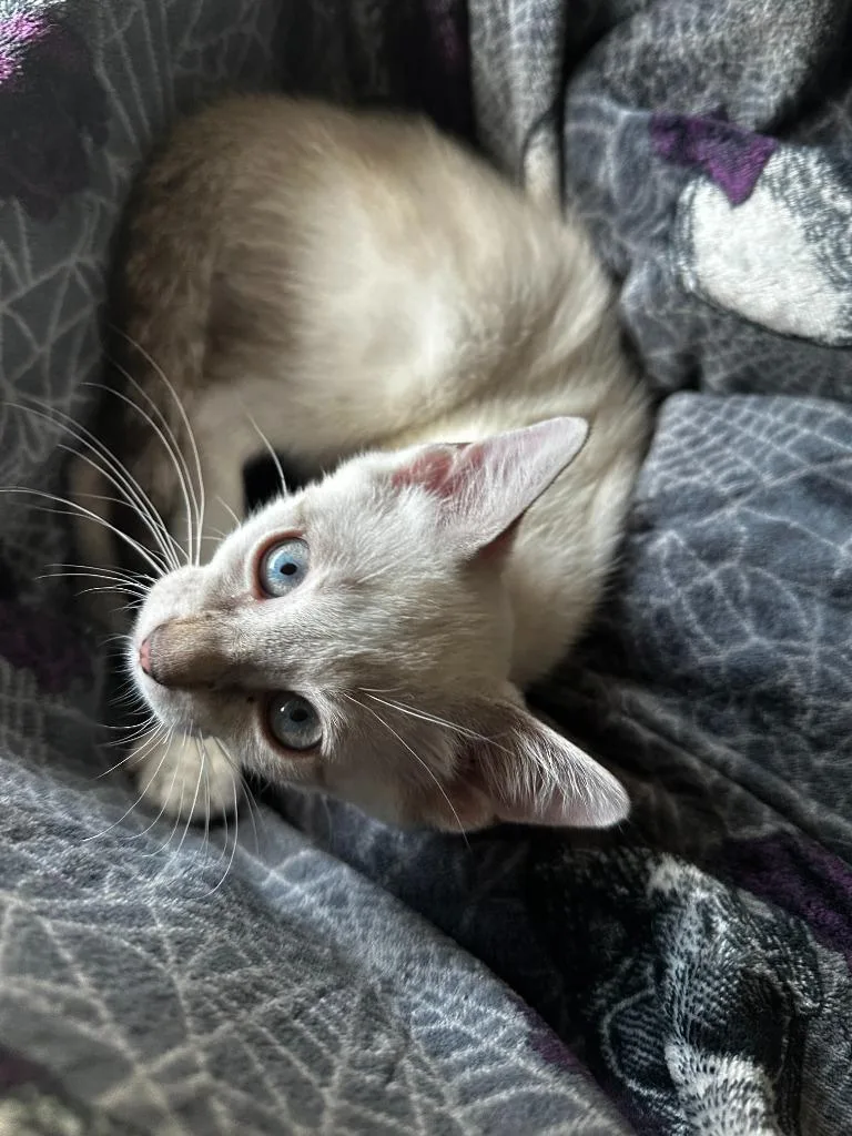 A baby small-sized male Domestic Short Hair cat named Fried Rice for adoption in New Braunfels, TX