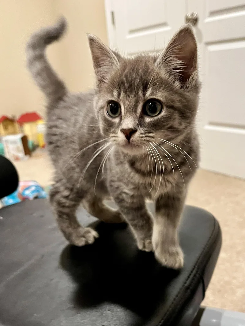 A baby medium-sized male Tabby (Gray / Blue / Silver) Domestic Short Hair cat named Almond Joy for adoption in Andover, CT