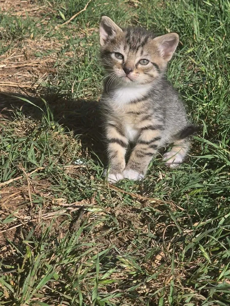 A baby small-sized male Gray / Blue / Silver Domestic Short Hair cat named August for adoption in Shawnee, OK
