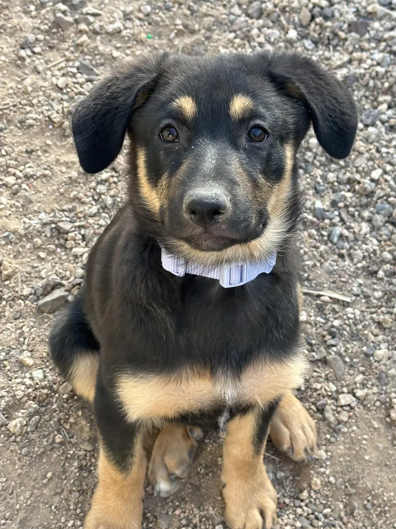 Phoenix Sweet And Cuddly