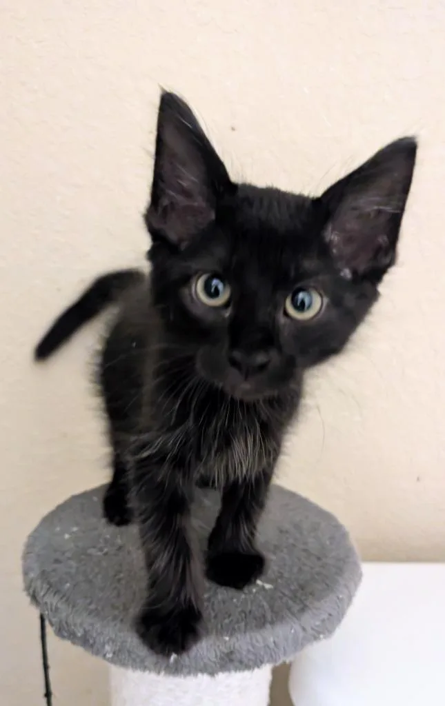 A baby medium-sized male Domestic Medium Hair cat named Guiness for adoption in San Antonio, TX