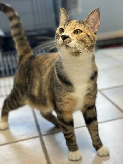 Prudence thumbnail 2