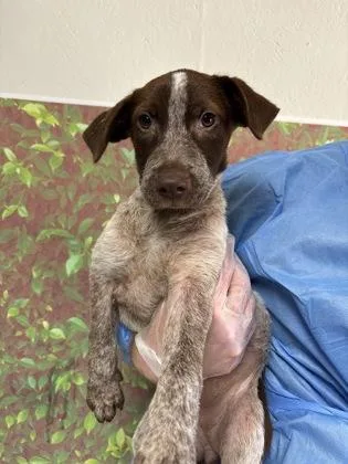 A young small-sized female Labrador Retriever dog named Scribble for adoption in San Antonio, TX