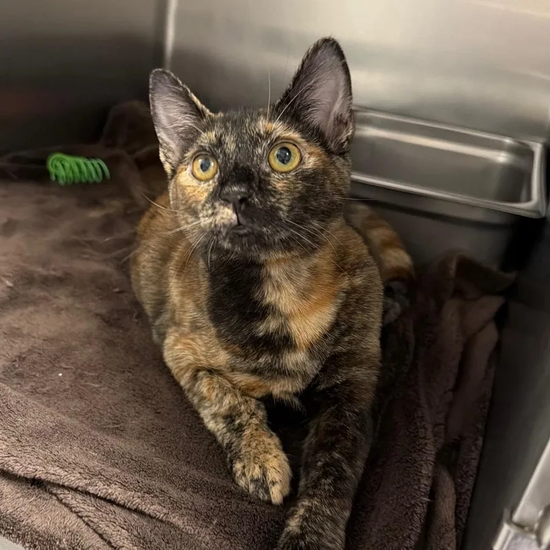 A young medium-sized female Black Domestic Short Hair cat named Winnie for adoption in Blairsville, GA
