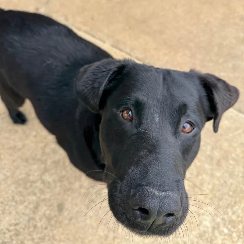 A senior large-sized male Black Labrador Retriever dog named Banks for adoption in Brownsboro, AL