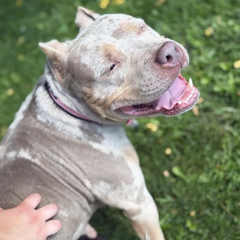 An adult medium-sized female Yellow / Tan / Blond / Fawn Mixed Breed dog named Penny Lane for adoption in Bangall, NY