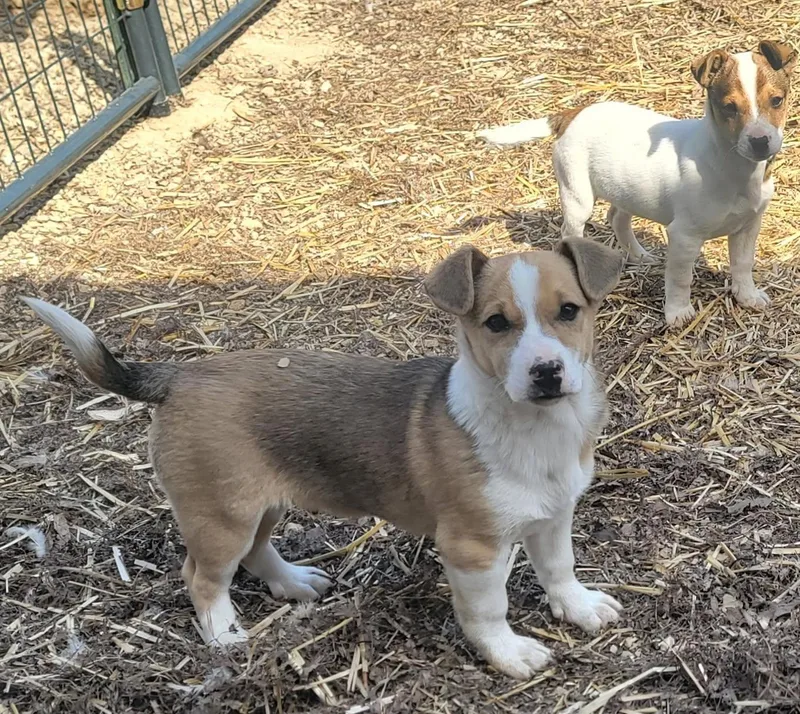 Two Boy Puppies thumbnail 2