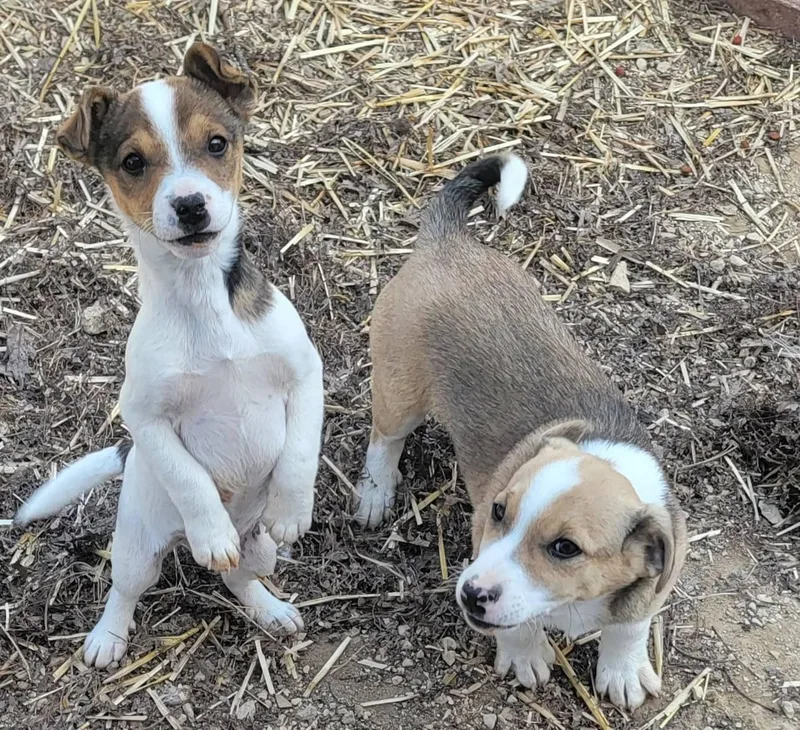 A baby small-sized male Jack Russell Terrier dog named Two Boy Puppies for adoption in Richland Center, WI