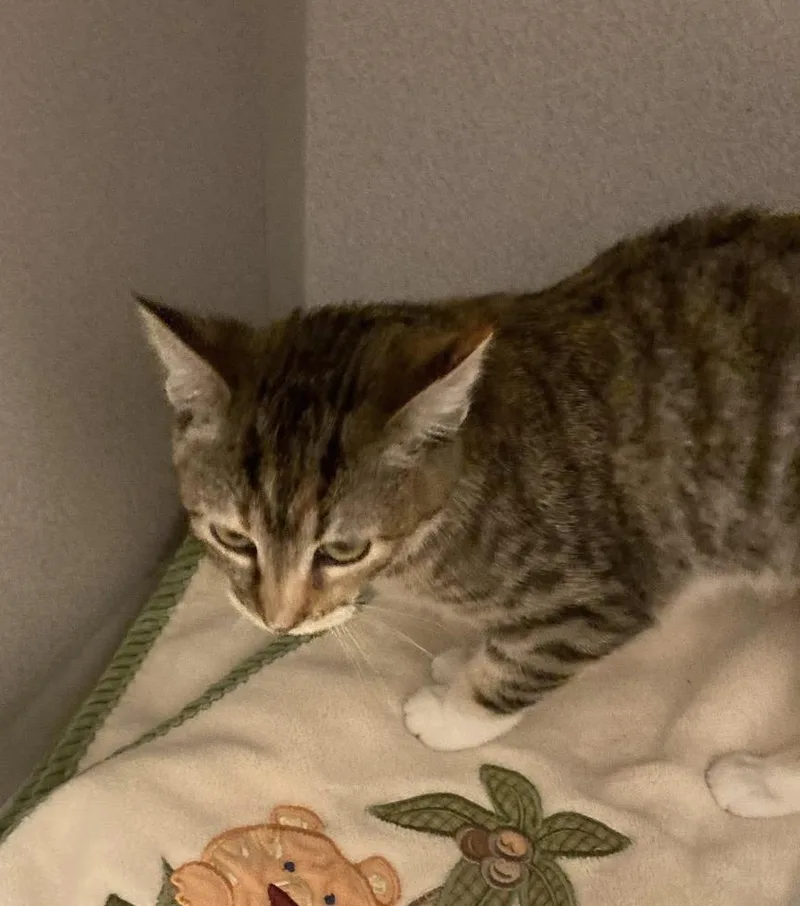 A baby medium-sized female Tabby (Brown / Chocolate) Tabby cat named Purrmithius for adoption in Huntington Beach, CA
