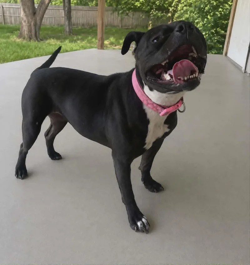 An adult medium-sized female Black American Bully dog named Jade for adoption in Homer Glen, IL