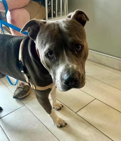 A young large-sized female Pit Bull Terrier dog named Rhubarb for adoption in Annapolis, MD