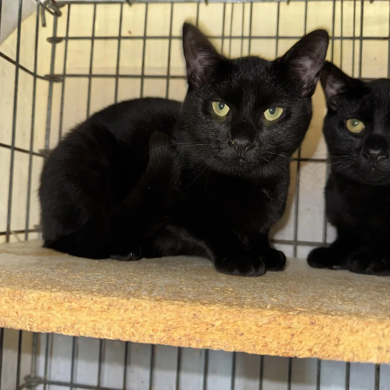 A young medium-sized male Black Domestic Short Hair cat named Raven for adoption in Memphis, TN