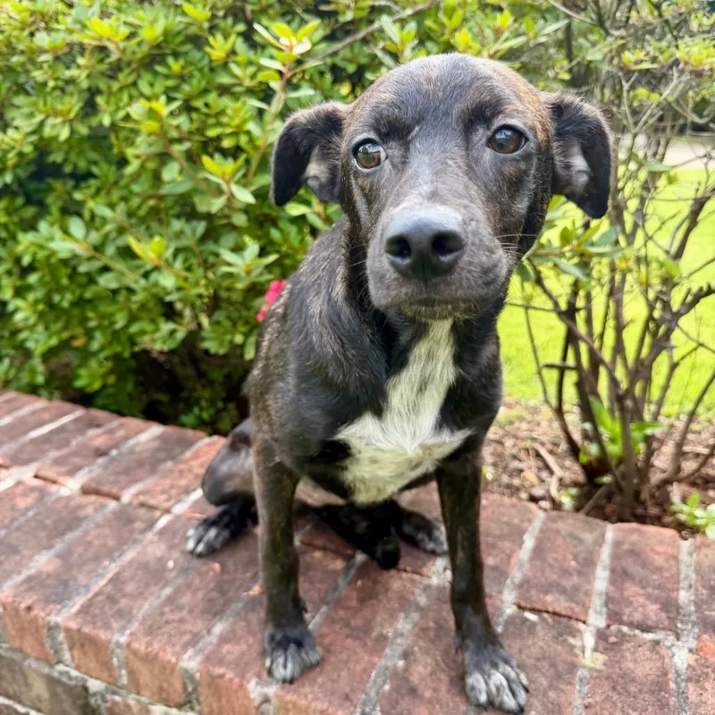 A young medium-sized female Black Mixed Breed dog named Striker for adoption in Brownsboro, AL