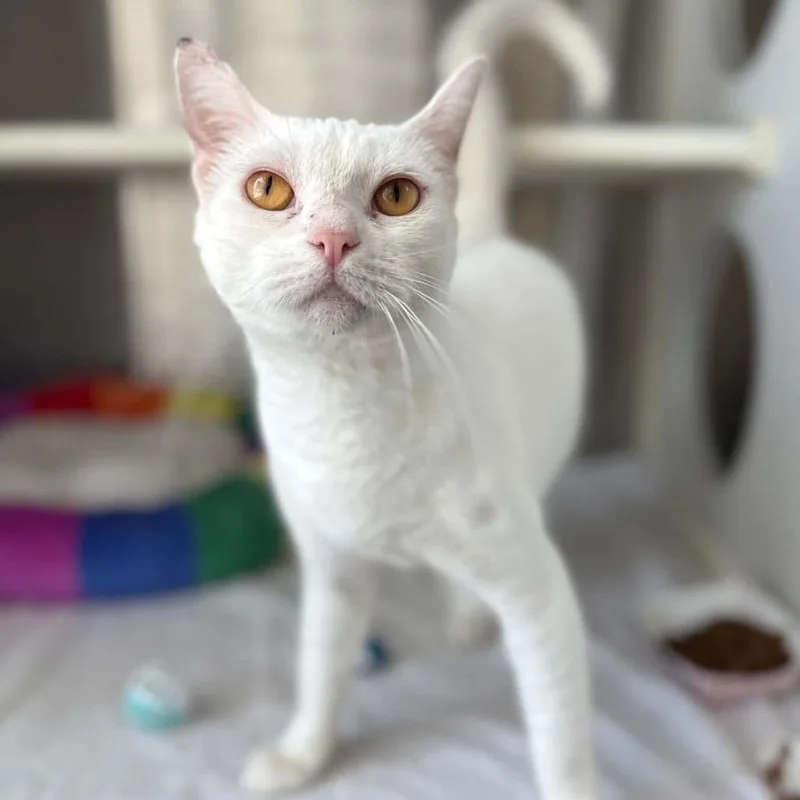 An adult small-sized female White Domestic Short Hair cat named Luna for adoption in Pasadena , MD