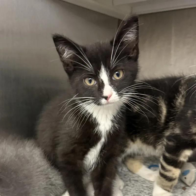A baby small-sized female Black Domestic Short Hair cat named The Rock for adoption in Pittsburgh, PA