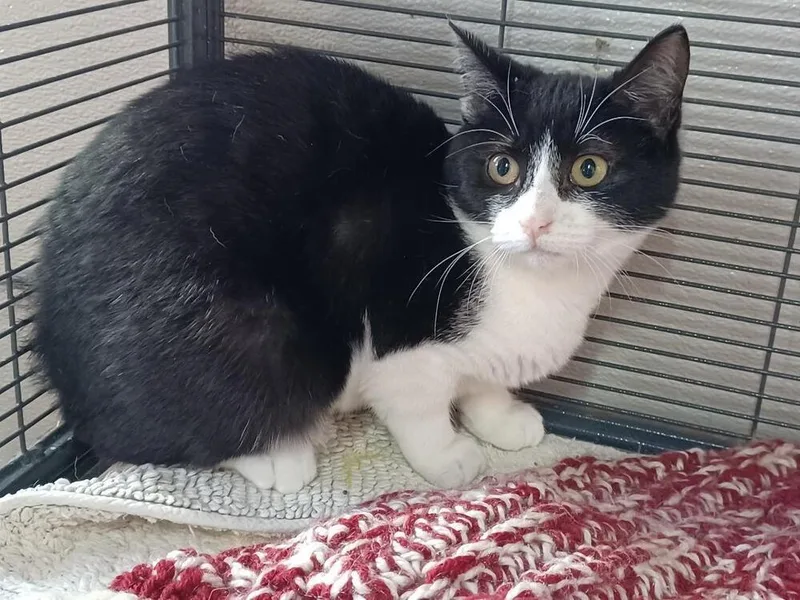 A young medium-sized female Black & White / Tuxedo Domestic Short Hair cat named Gloria for adoption in Breinigsville, PA