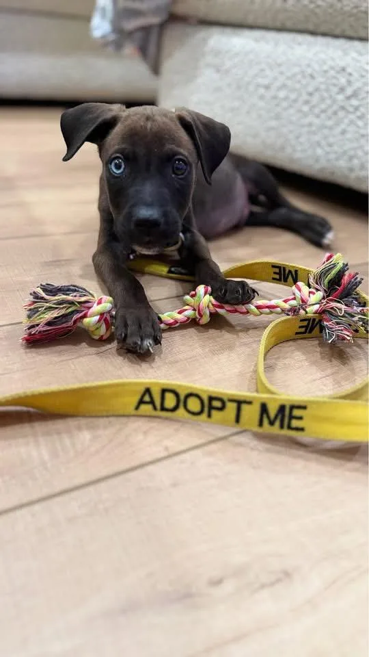 A baby medium-sized male Mountain Cur dog named Bowie for adoption in Berlin, NJ
