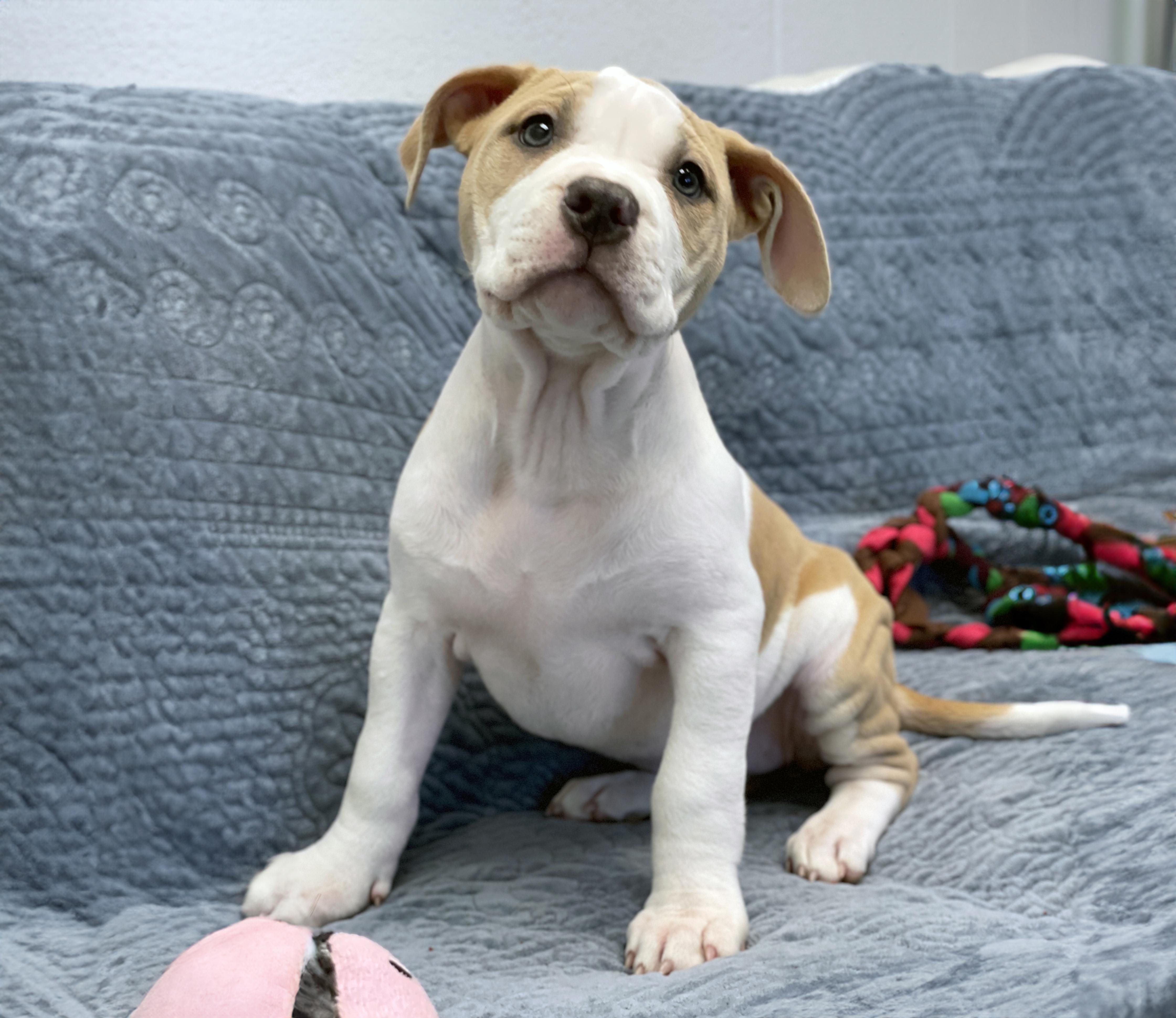 A baby medium-sized female Yellow / Tan / Blond / Fawn Terrier dog named Leia for adoption in Charles Town, WV