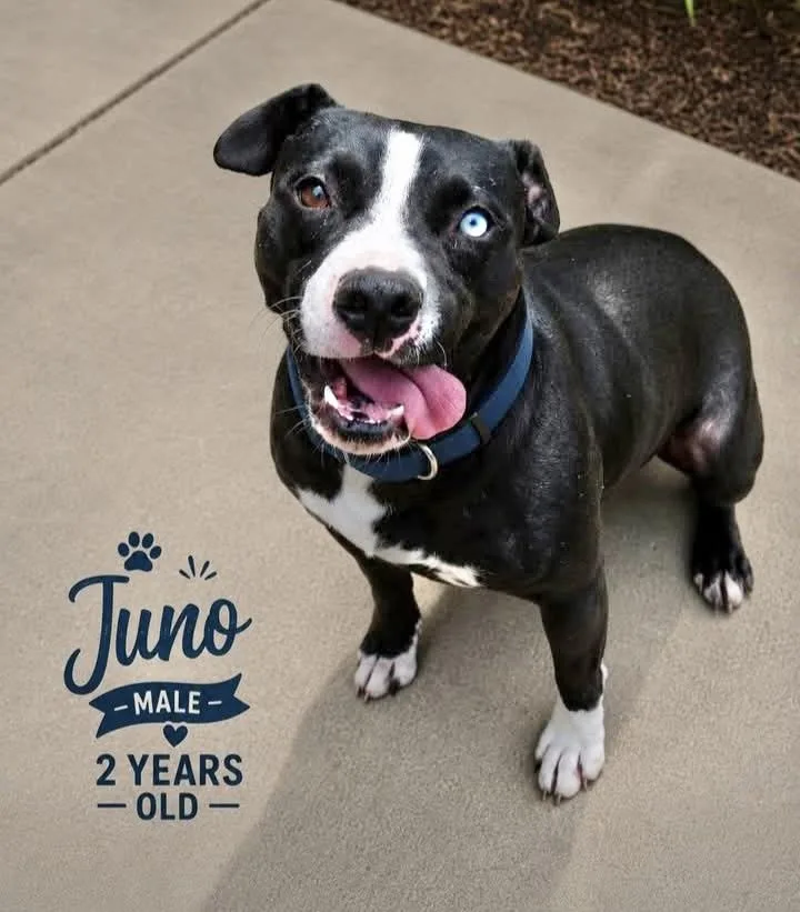 An adult medium-sized male Pit Bull Terrier dog named June for adoption in Manchester, CT