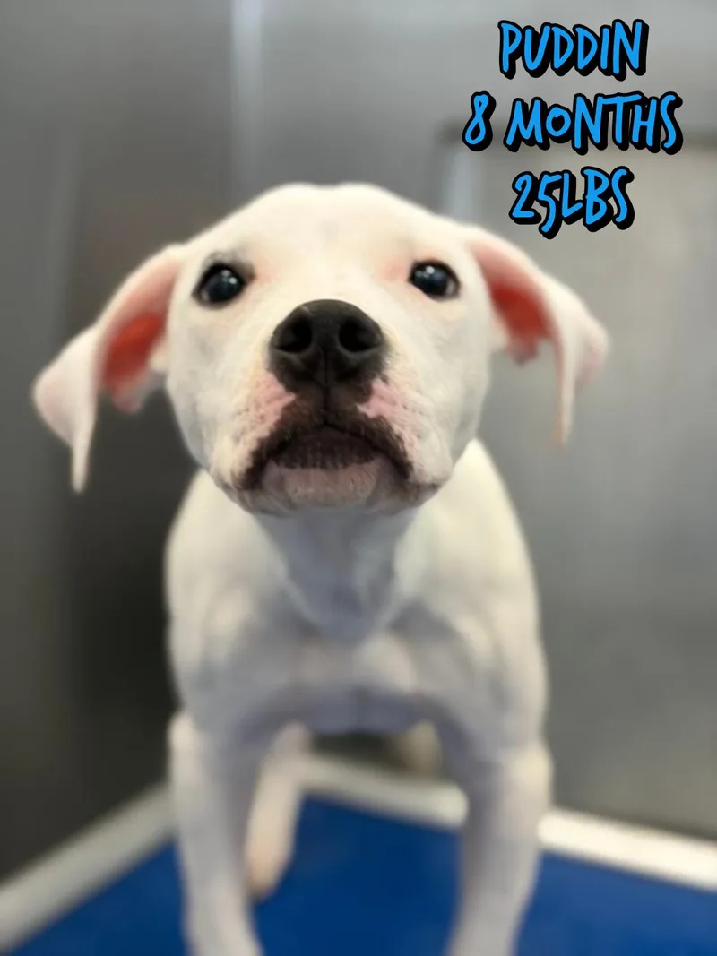 A baby medium-sized male Terrier dog named Puddin for adoption in Holbrook, NY