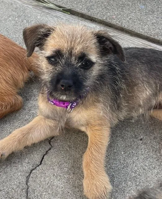 Snickerdoodle thumbnail 2