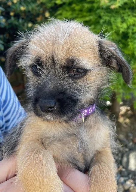 Snickerdoodle thumbnail 3