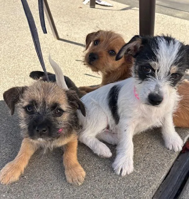 Snickerdoodle thumbnail 4